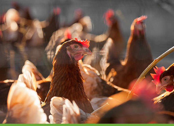 production locale d'œufs Bio